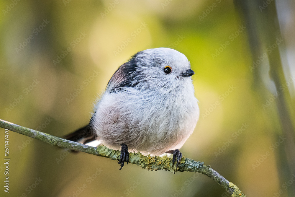 Naklejka premium long-tailed tit on a branch with beautiful background