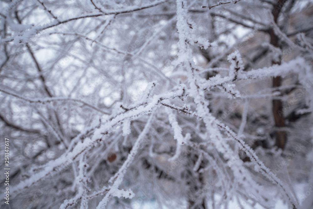 beautiful branches covered with snow