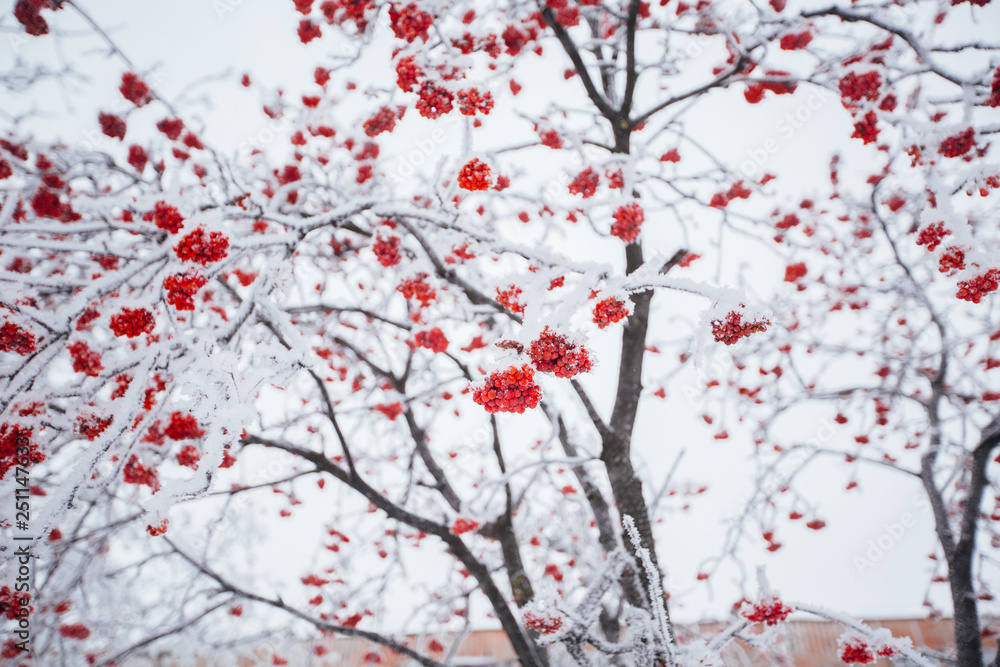 snow on a tree with rowan