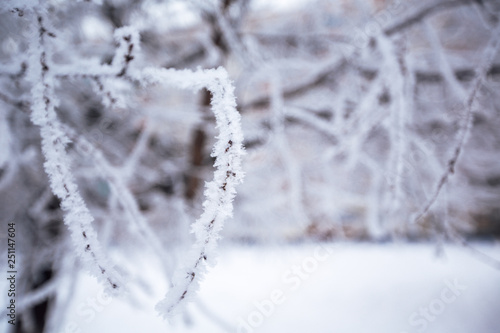 beautiful branches covered with snow © Nikita Shevchenko
