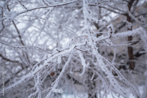 beautiful branches covered with snow