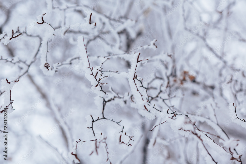 Obraz premium beautiful branches covered with snow