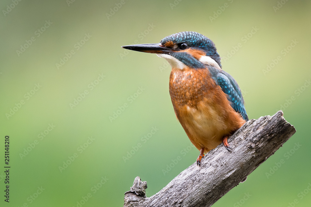 Fototapeta premium european kingfisher on a branch