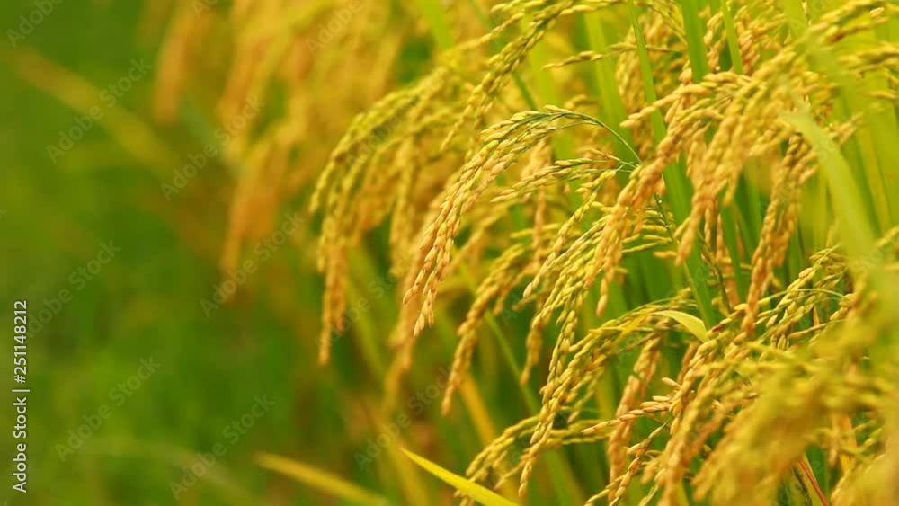 close up paddy on stalk in field swaying by wind at Bac Son, Vietnam close up paddy on stalk in field swaying by wind at Bac Son, Vietnam
