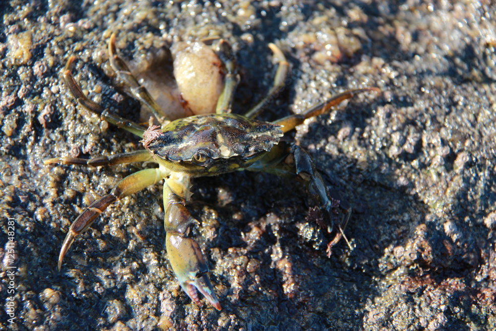 Crabe sur la plage