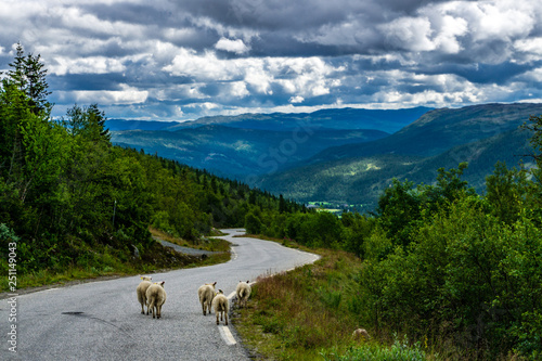 herd of sheep on a mountain in Norway after rain
