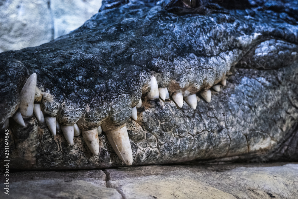 Obraz premium Alligator crocodile big tooth and muzzle, close up. Dangerous reptile