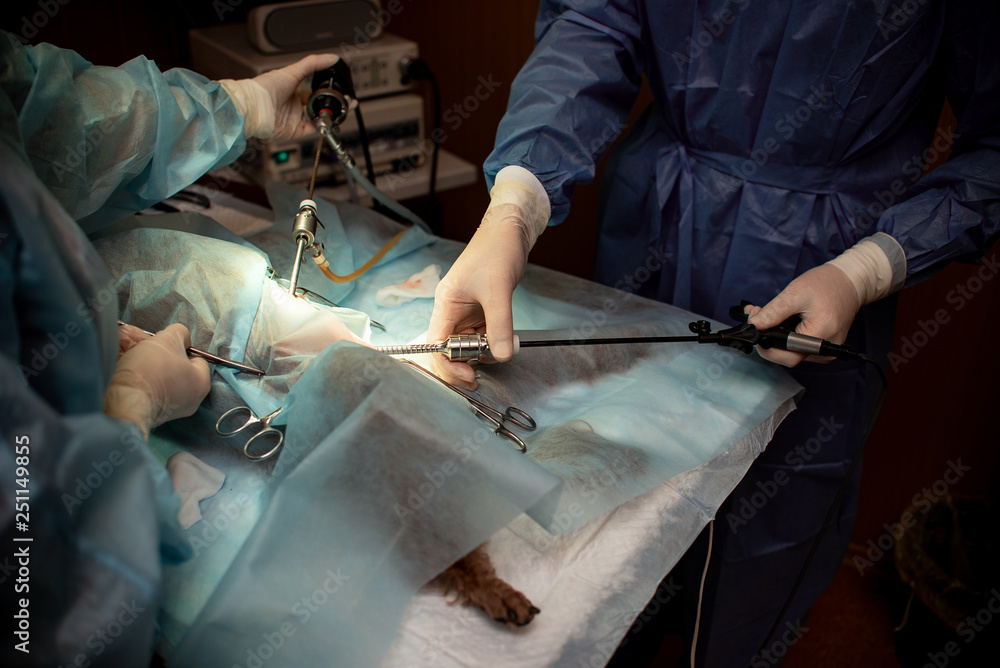 Dog under anesthesia on the surgical table. Operation to sterilize the