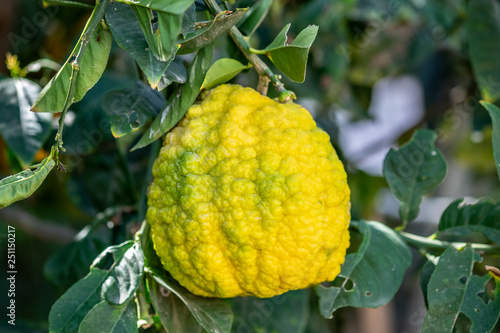 Etrog or Yellow citron or Citrus medica used by Jewish people during the holiday of Sukkot - growing at greenhouse photo