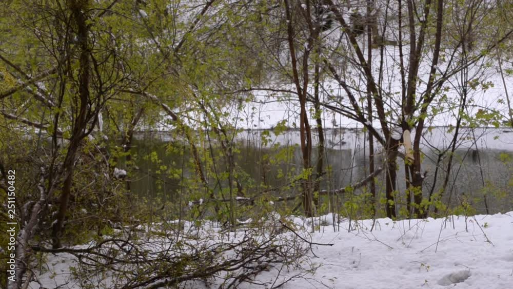 Pond, green trees, the shore of the pond covered with snow. Anomaly of nature Pond, green trees, the shore of the pond covered with snow. Anomaly of nature