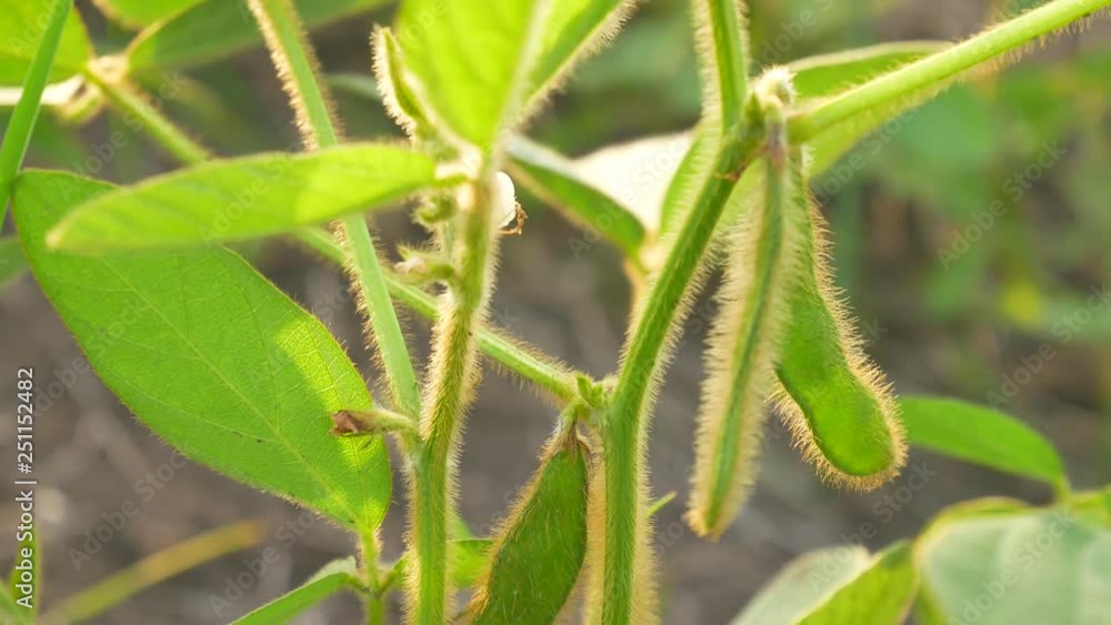 Green pods of the soybean in his hand. The branches of a soybean field Green pods of the soybean in his hand. The branches of a soybean field