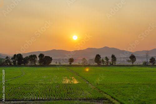Landscape of Green rice field with mountain on background in sunset