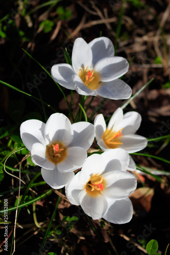 Spring white crocuses flowers on dark background.