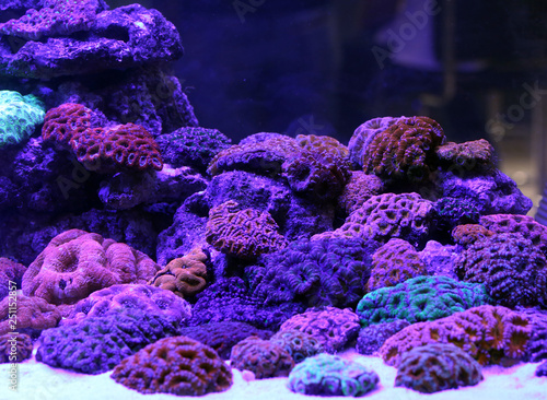 A beautiful coral reef aquarium