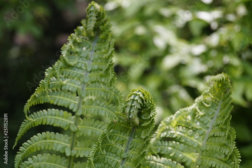 fern
