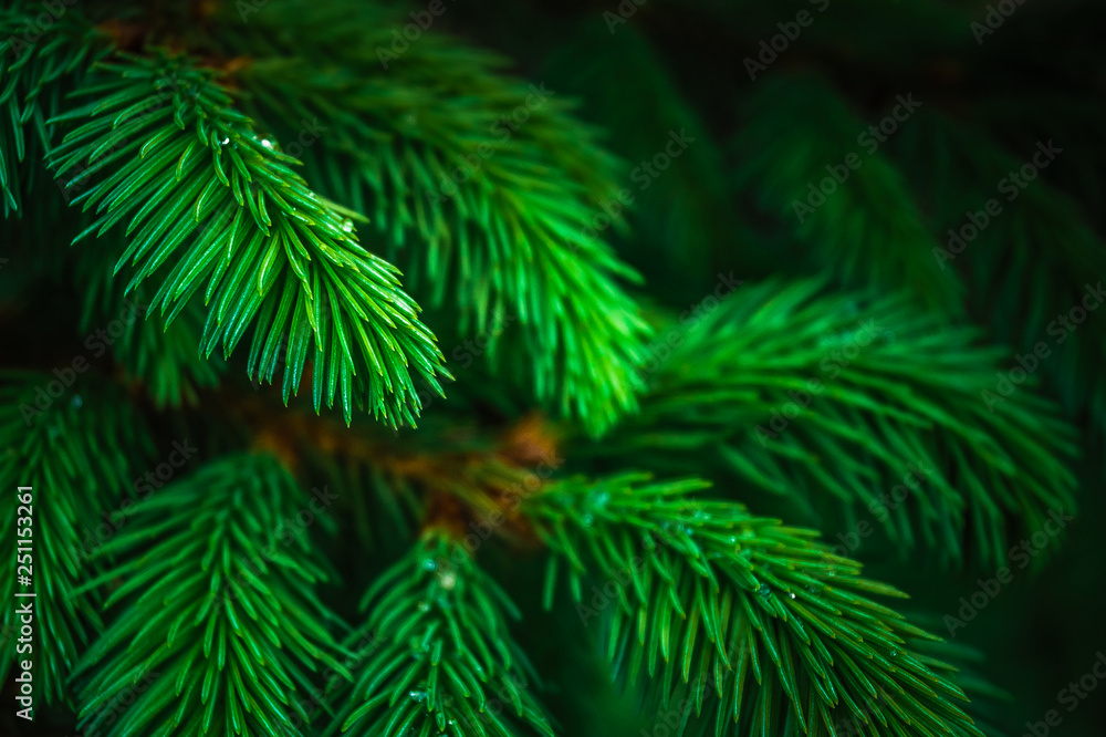 Green spruce branch after spring rain Green spruce branch after spring rain