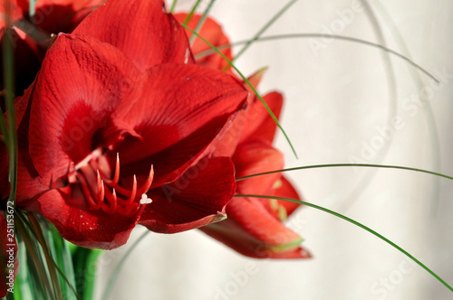 Red coral flower Hippeastrum close-up on a Sunny day