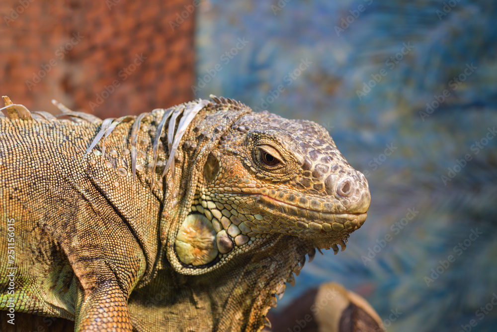 Fototapeta premium Iguana iguana. Close-up of the head of an ordinary green iguana sitting on a branch in a terrarium