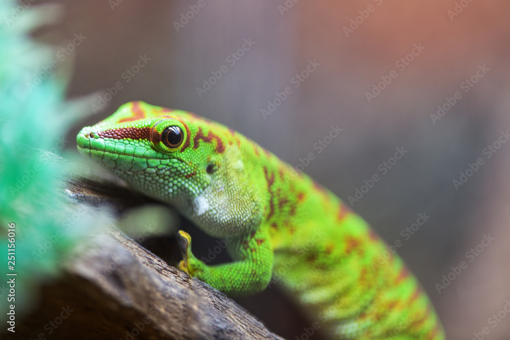 Obraz premium Portrait Madagaskar Taggecko. Phelsuma grandis. Felsuma Madagascar or day Gecko poisonous green sits on a tree branch in a terrarium in a pet store