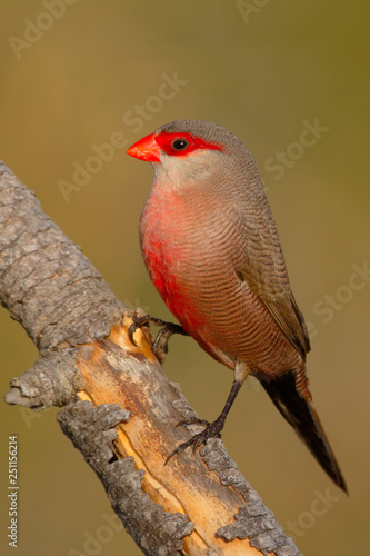 Common waxbill - Estrilda astrild - Bico de lacre - bird