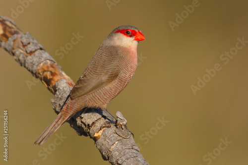 Common waxbill - Estrilda astrild - Bico de lacre - bird