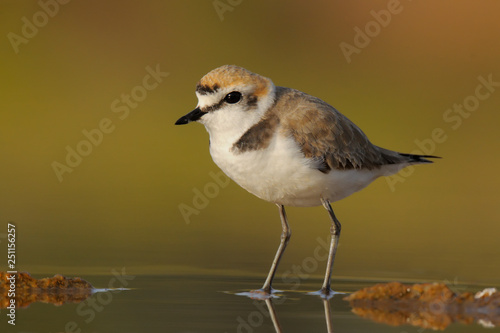 Kentish Plover, borrelho coleira interrompida, charadrius alexandrinus photo