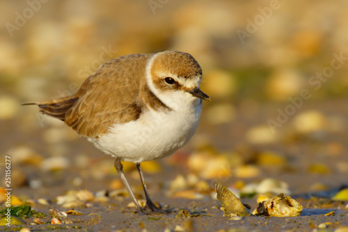 Kentish Plover, borrelho coleira interrompida, charadrius alexandrinus