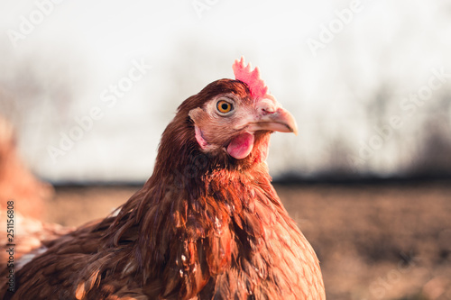 Close up portrait (blurred background) of brown hen in the garden on sunny day. Beautiful hen with  pretty eyes looking and posing to camera on barnyard. Chicken resting on the meadow at sunset. photo