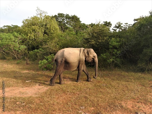 Wallpaper Mural The baby elephant walks in the green jungle on a clear Sunny day in the Yala national Park in Sri Lanka. Torontodigital.ca