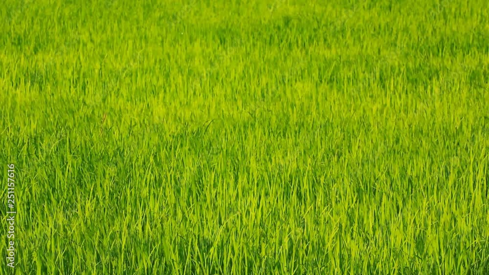 paddy on stalk in wide field swaying by wind at Bac Son, Vietnam paddy on stalk in wide field swaying by wind at Bac Son, Vietnam