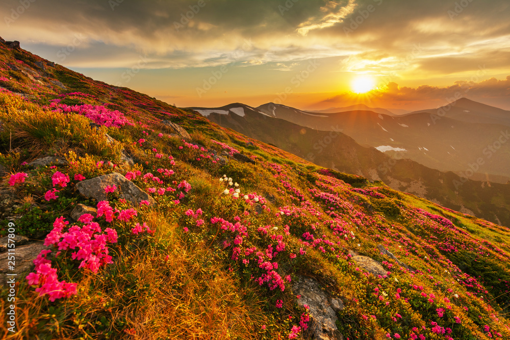 Flowering of Carpathian rhododendron on the Ukrainian mountain slopes overlooking the summits of Hoverla and Petros with a fantastic morning and evening sky with colorful clouds. Flowering of Carpathian rhododendron on the Ukrainian mountain slopes overlooking the summits of Hoverla and Petros with a fantastic morning and evening sky with colorful clouds.