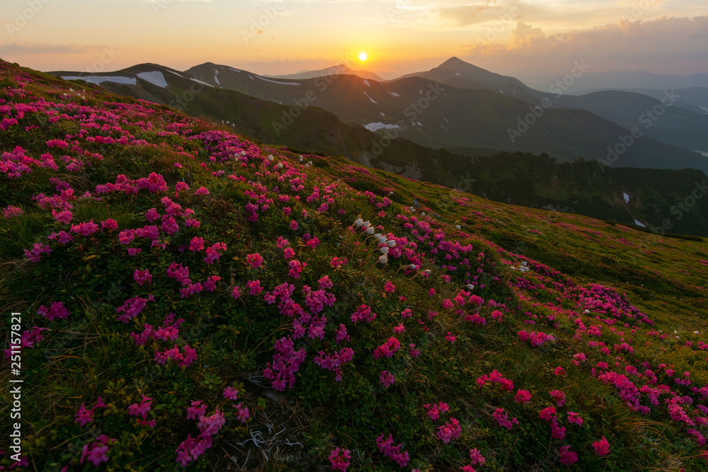 Obraz premium Flowering of Carpathian rhododendron on the Ukrainian mountain slopes overlooking the summits of Hoverla and Petros with a fantastic morning and evening sky with colorful clouds.