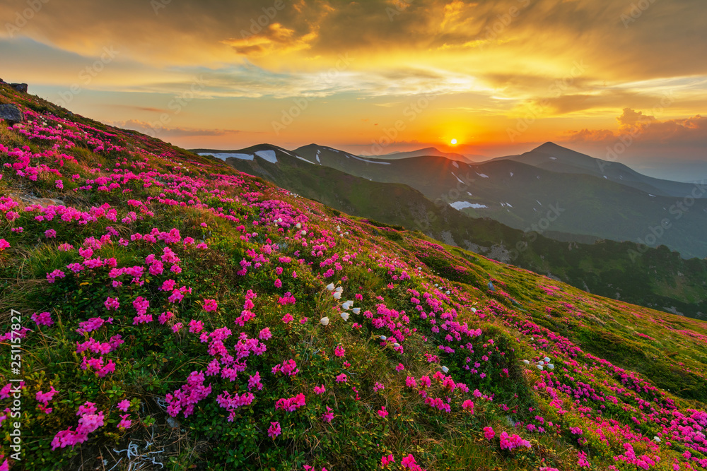 Flowering of Carpathian rhododendron on the Ukrainian mountain slopes overlooking the summits of Hoverla and Petros with a fantastic morning and evening sky with colorful clouds. Flowering of Carpathian rhododendron on the Ukrainian mountain slopes overlooking the summits of Hoverla and Petros with a fantastic morning and evening sky with colorful clouds.