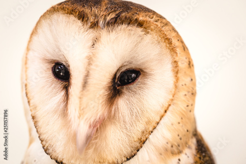 Owl face in high resolution, owl isolated.
