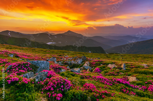 Fototapeta Naklejka Na Ścianę i Meble -  Flowering of Carpathian rhododendron on the Ukrainian mountain slopes overlooking the summits of Hoverla and Petros with a fantastic morning and evening sky with colorful clouds.