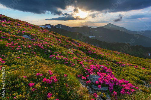 Flowering of Carpathian rhododendron on the Ukrainian mountain slopes overlooking the summits of Hoverla and Petros with a fantastic morning and evening sky with colorful clouds.