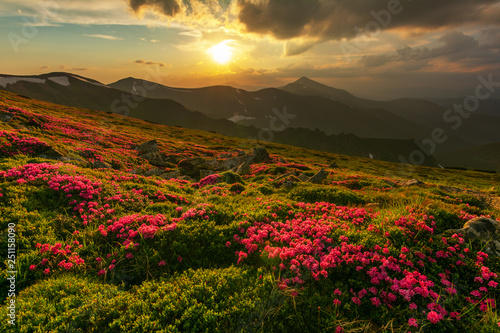 Flowering of Carpathian rhododendron on the Ukrainian mountain slopes overlooking the summits of Hoverla and Petros with a fantastic morning and evening sky with colorful clouds. © reme80