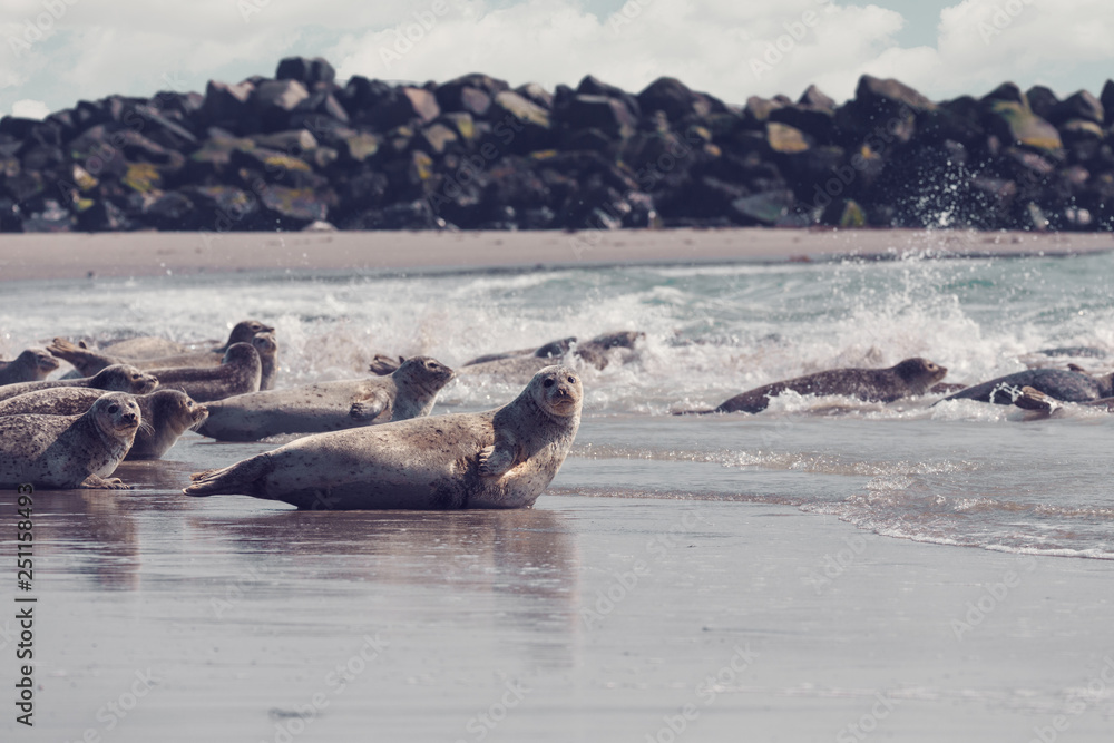 Fototapeta premium atlantic Harbor seal, Phoca vitulina, at the beach of island Helgoland, Dune, Germany in spring