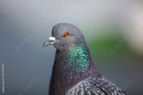 rock pigeon © ksubogdanova