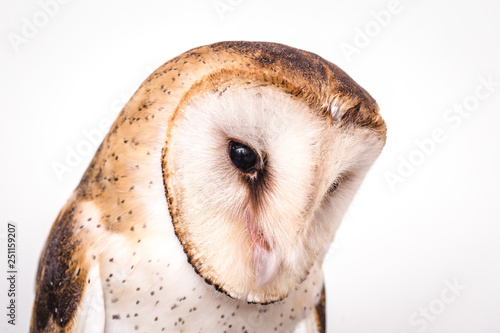 Owl face in high resolution, owl isolated. © RHJ