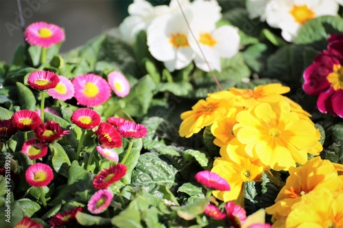 Wallpaper Mural An Image of a flower Torontodigital.ca