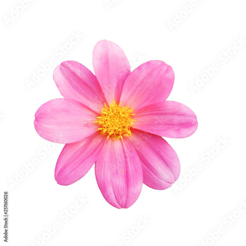 Dahlia flower isolated on white background