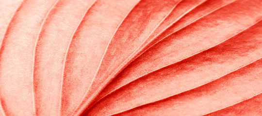 Keuken achterwand Rood Koraalrif onderwater natuurtafereel  © supplement