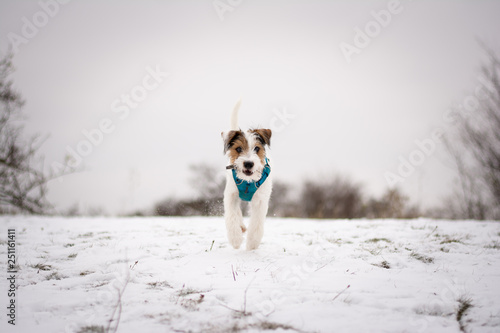 Fototapeta Naklejka Na Ścianę i Meble -  Parson Russell Terrier Puppy playing in the snow