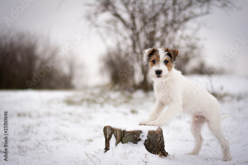 Fototapeta Naklejka Na Ścianę i Meble -  Parson Russell Terrier Puppy playing in the snow