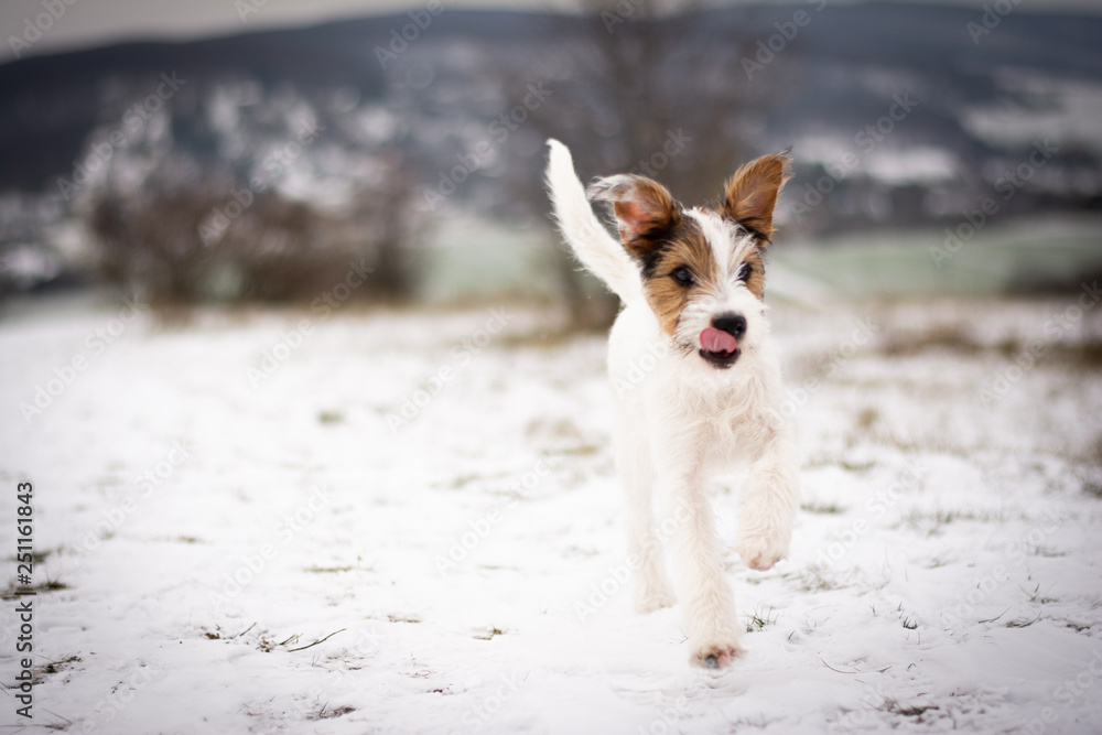 Parson Russell Terrier Puppy playing in the snow Parson Russell Terrier Puppy playing in the snow
