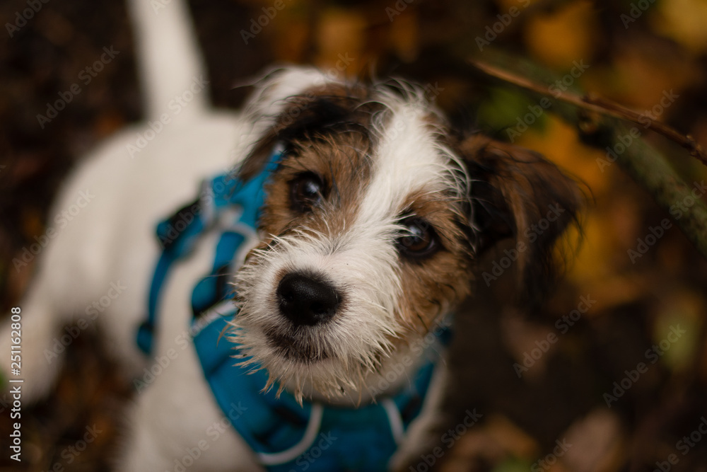 Parson Russell Terrier Puppy in Autumn