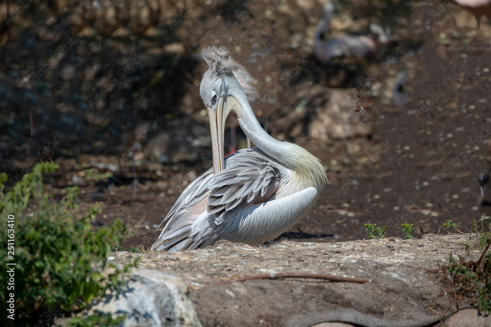 Obraz premium Pelican