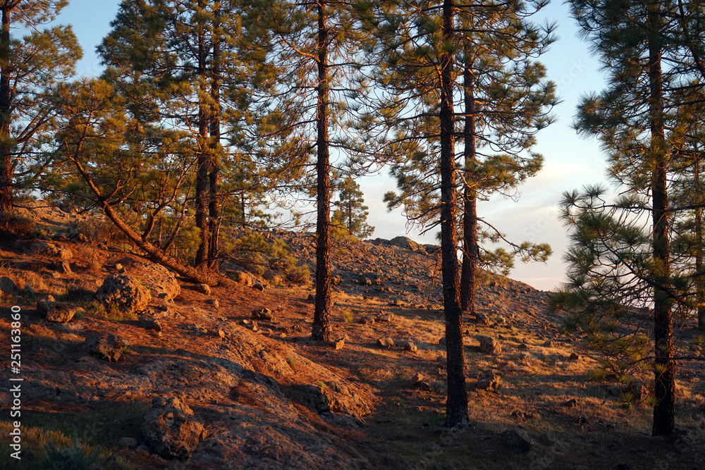 Fototapeta premium forest in autumn