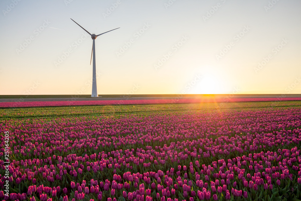 Tulips field plant